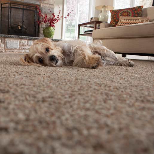 Carpet in a room, close and well lit